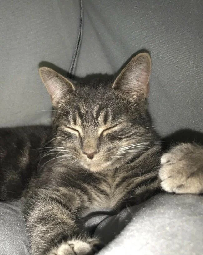 Ringkasan gambar kucing yang paling indah