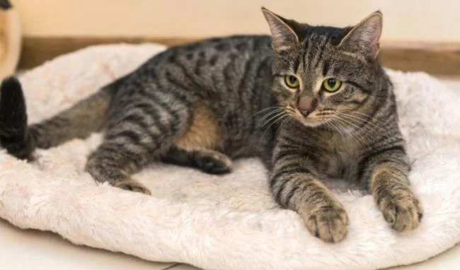 Ringkasan gambar kucing yang paling indah