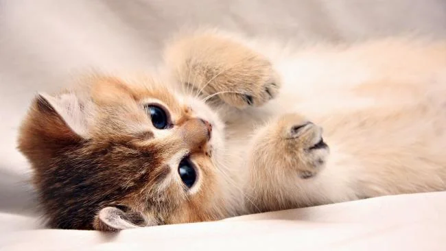 Koleksi gambar anak kucing comel yang comel