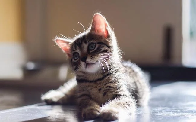 Ringkasan gambar kucing yang paling indah