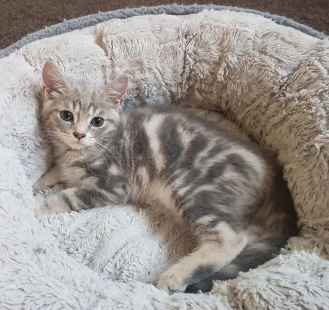 Ringkasan gambar kucing yang paling indah
