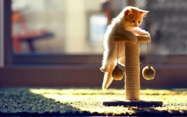 Koleksi gambar anak kucing comel yang comel