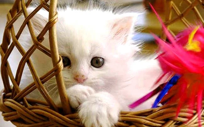 Koleksi gambar anak kucing comel yang comel