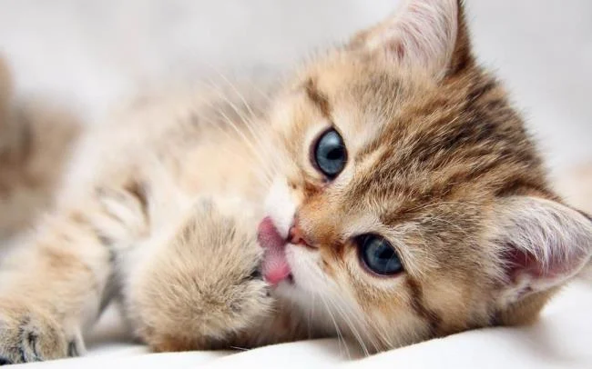 Ringkasan gambar kucing yang paling indah