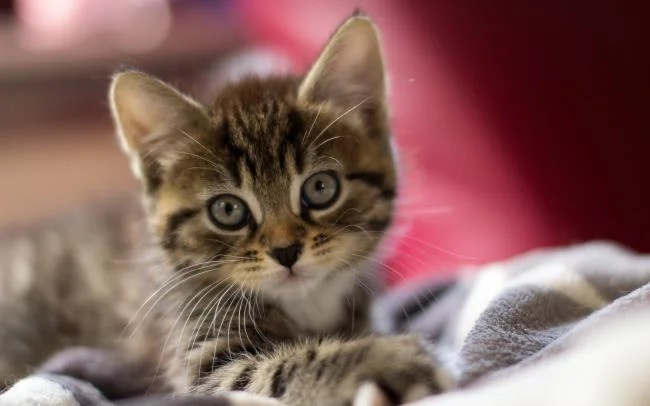 Koleksi gambar anak kucing comel yang comel