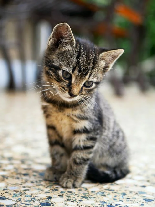 Ringkasan gambar kucing yang paling indah