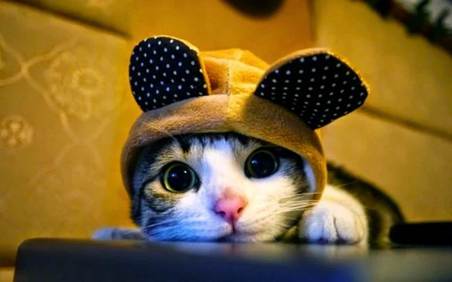 Koleksi gambar anak kucing comel yang comel