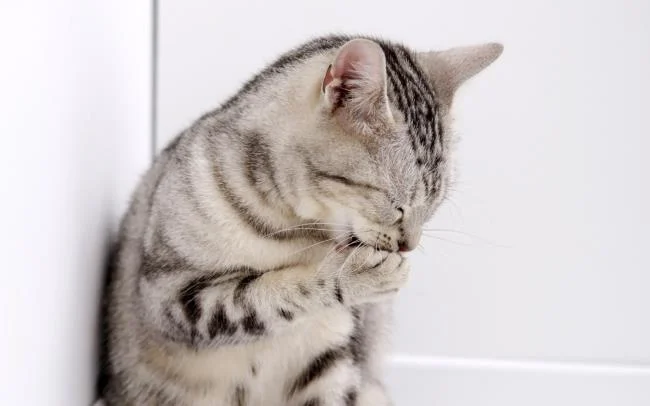 Ringkasan gambar kucing yang paling indah