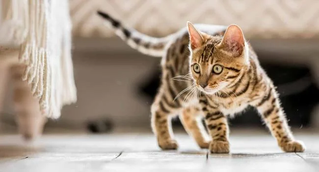 Ringkasan gambar kucing yang paling indah