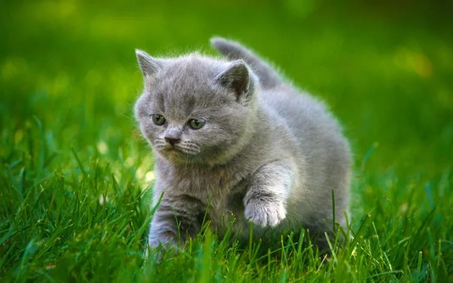 Koleksi gambar anak kucing comel yang comel
