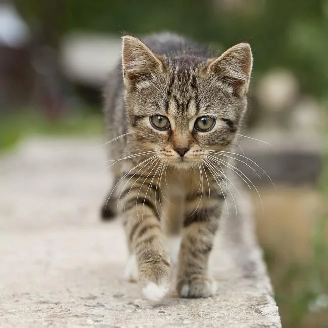 Ringkasan gambar kucing yang paling indah