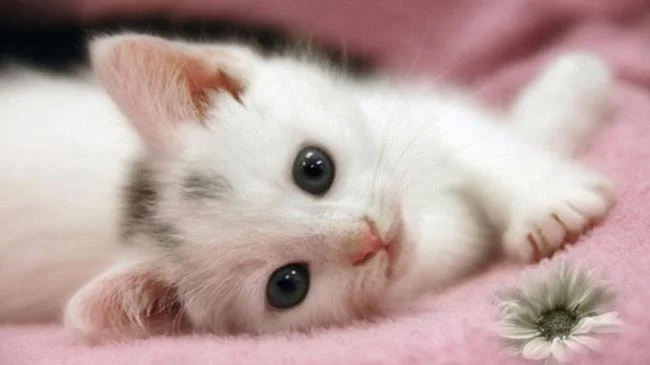 Koleksi gambar anak kucing comel yang comel