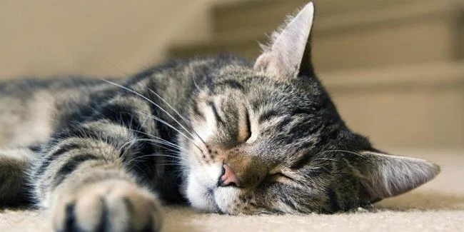 Ringkasan gambar kucing yang paling indah