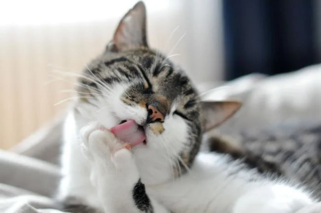 Ringkasan gambar kucing yang paling indah