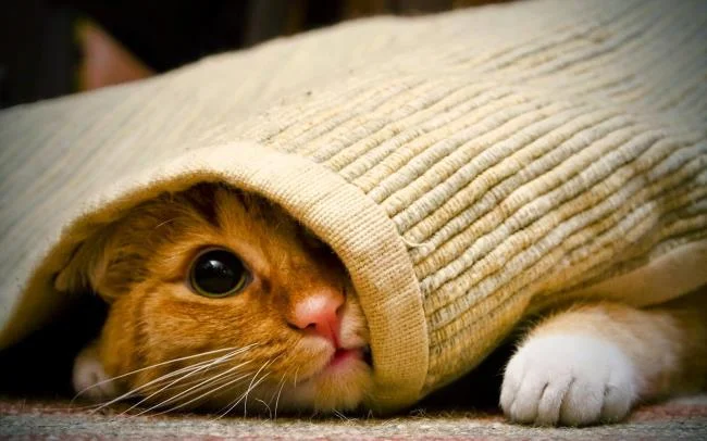 Koleksi gambar anak kucing comel yang comel