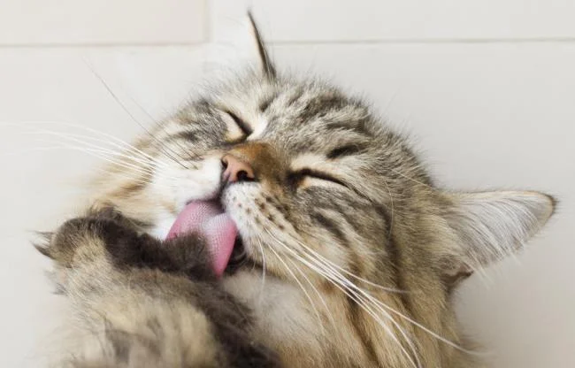 Ringkasan gambar kucing yang paling indah