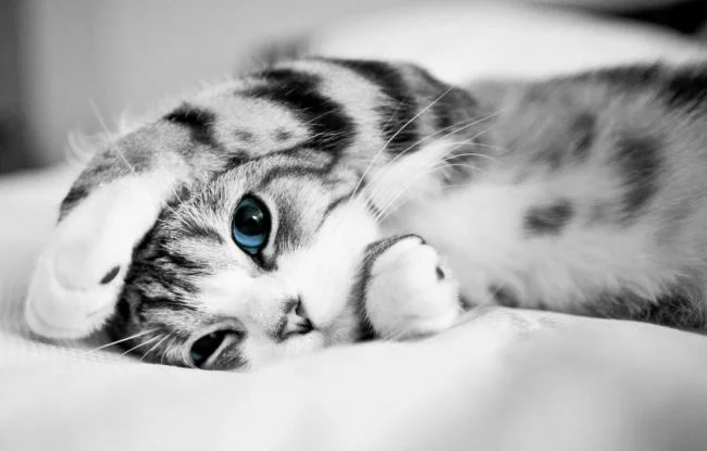 Koleksi gambar anak kucing comel yang comel