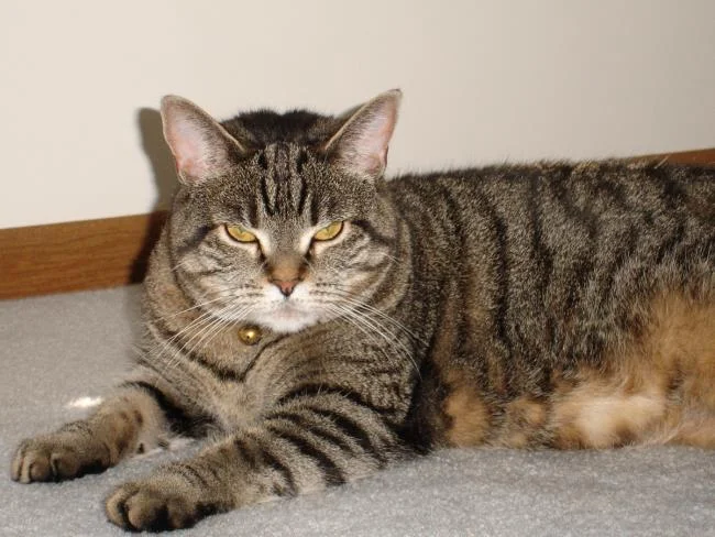 Ringkasan gambar kucing yang paling indah
