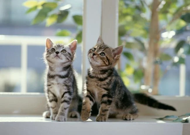Koleksi gambar anak kucing comel yang comel