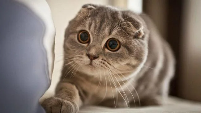 Ringkasan gambar kucing yang paling indah