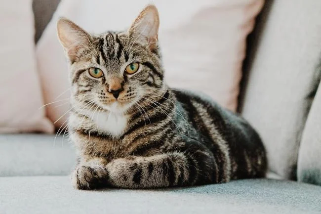 Ringkasan gambar kucing yang paling indah