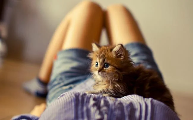 Koleksi gambar anak kucing comel yang comel