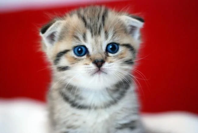 Koleksi gambar anak kucing comel yang comel