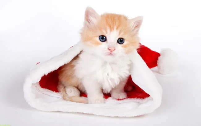 Koleksi gambar anak kucing comel yang comel