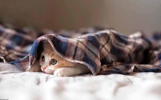 Koleksi gambar anak kucing comel yang comel