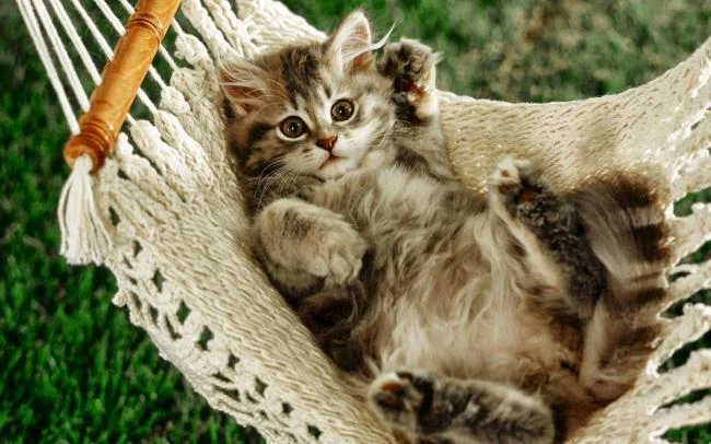 Koleksi gambar anak kucing comel yang comel