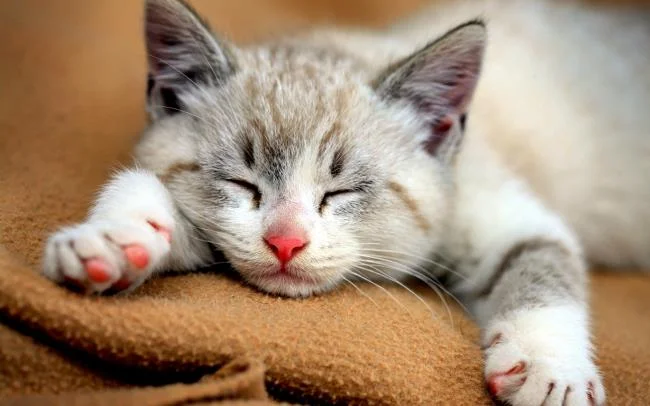 Koleksi gambar anak kucing comel yang comel