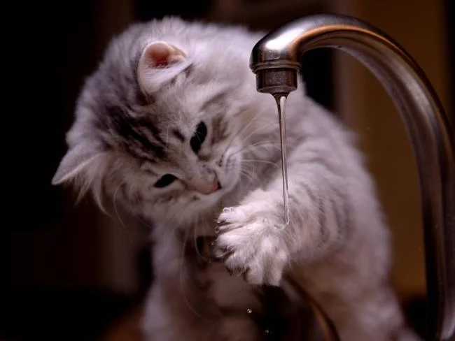 Koleksi gambar anak kucing comel yang comel