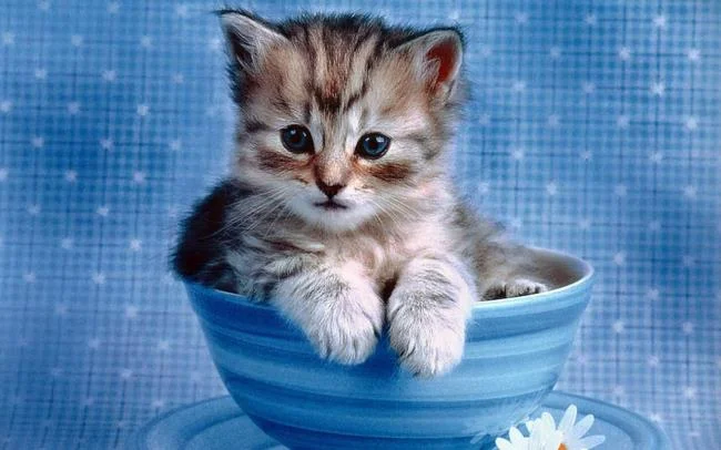 Koleksi gambar anak kucing comel yang comel