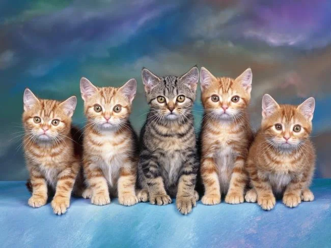 Koleksi gambar anak kucing comel yang comel