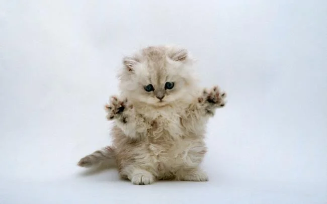 Koleksi gambar anak kucing comel yang comel
