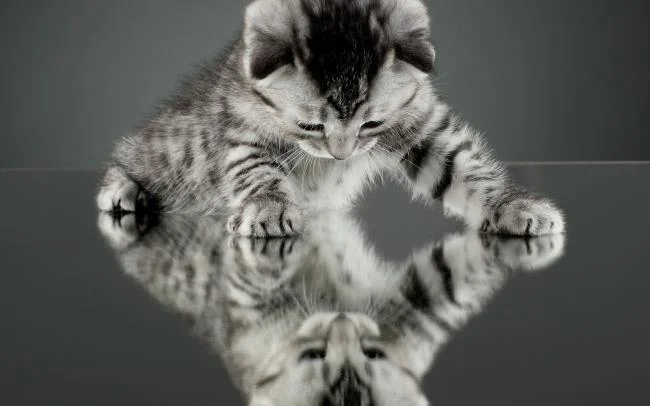 Koleksi gambar anak kucing comel yang comel