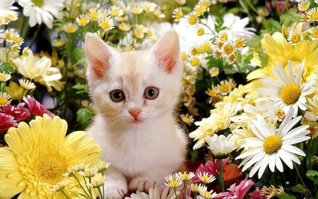 Koleksi gambar anak kucing comel yang comel