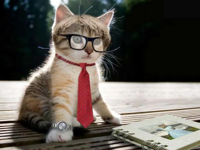 Koleksi gambar anak kucing comel yang comel
