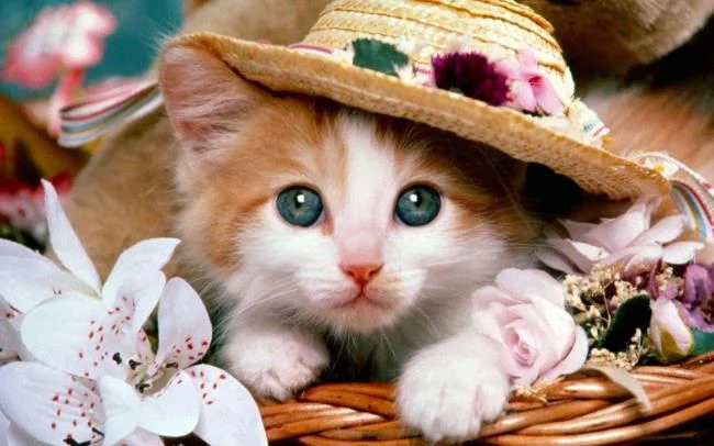 Koleksi gambar anak kucing comel yang comel