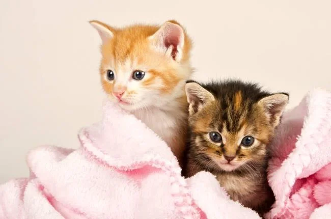 Koleksi gambar anak kucing comel yang comel