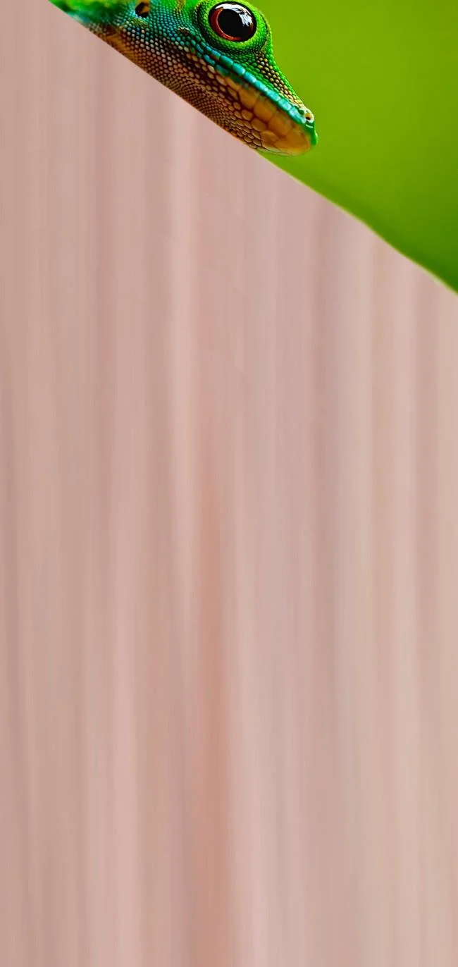 Koleksi wallpaper tersembunyi, yang meliputi kamera mol pada Samsung Note 10,10+