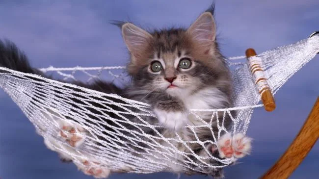 Koleksi gambar anak kucing comel yang comel