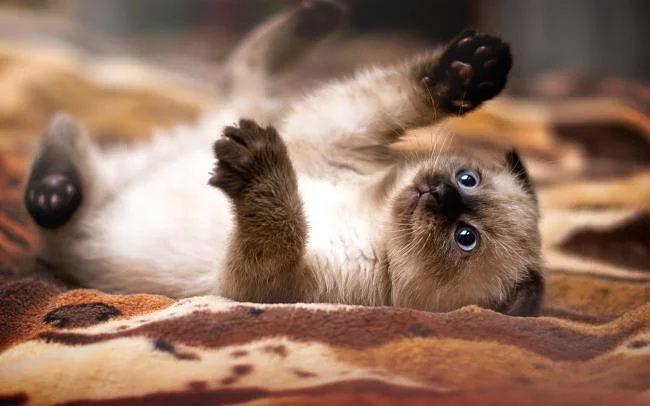 Koleksi gambar anak kucing comel yang comel