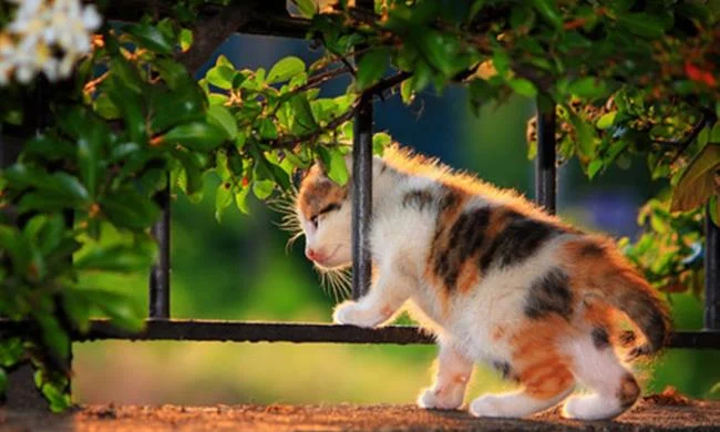 Koleksi gambar anak kucing comel yang comel