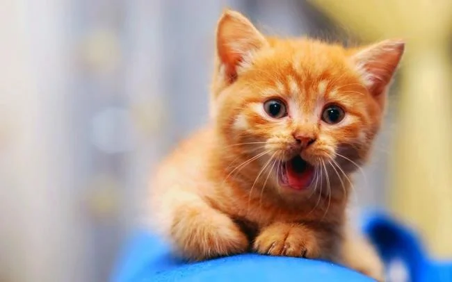 Koleksi gambar anak kucing comel yang comel