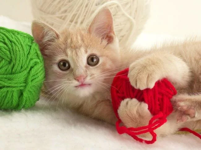 Koleksi gambar anak kucing comel yang comel