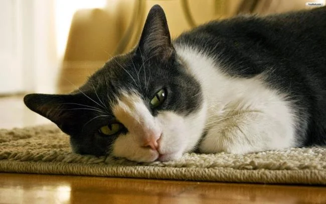 Koleksi gambar anak kucing comel yang comel