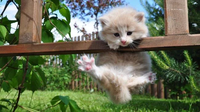 Koleksi gambar anak kucing comel yang comel