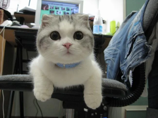 Koleksi gambar anak kucing comel yang comel
