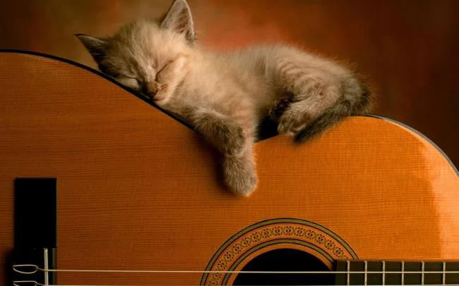 Koleksi gambar anak kucing comel yang comel